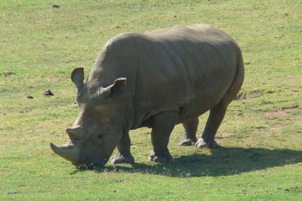 La cría nació gracias a la inseminación artificial en el Zoológico de San Diego (California, Estados Unidos). / Wikimedia Commons