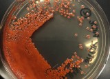 La bacteria detrás de las supuestas “lágrimas de sangre” en algunas estatuas