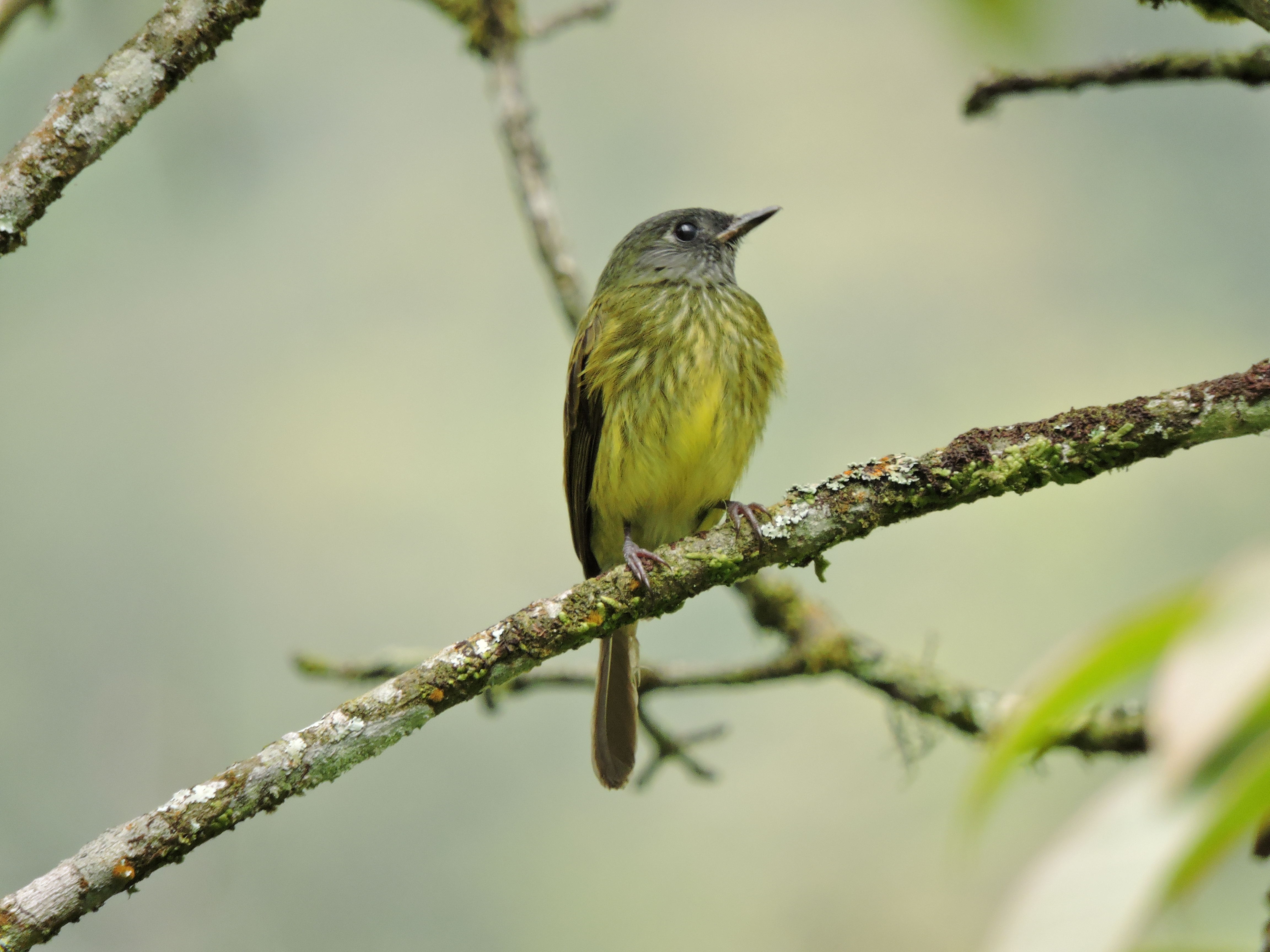 Nuevas especies de aves en Medellín