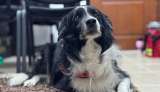 Archie, el perro que lleva apoyo emocional a estudiantes y pacientes en Armenia