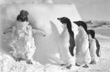 Encontraron pingüinos momificados en la Antártida