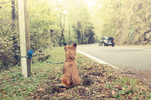 Perros abandonados