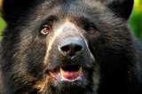 Inicia campaña de protección de los osos de anteojos en Colombia