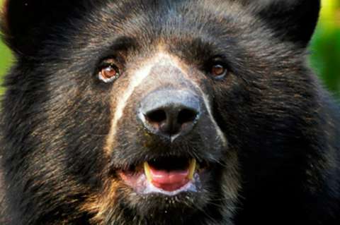 Inicia campaña de protección de los osos de anteojos en Colombia