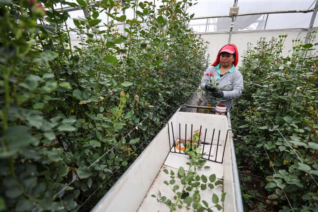 ACOMPAÑA CRÓNICA: ECUADOR FLORES QUI01. QUINCHE (ECUADOR) 02/05/2025.- Una trabajadora sostiene una rosa en la florícola Esmeralda Farms, el 29 de abril de 2025 en el sector del Quinche (Ecuador). Las flores ecuatorianas son exportadas para el día de la Madre. Como un mensaje de amor en forma de pétalos, que en esta temporada llegarán a miles de madres en distintas partes del mundo, las rosas ecuatorianas cruzan mares y montañas con sus vibrantes colores, que agradecen a su ubicación geográfica y un meticuloso cuidado en el corazón de los Andes. EFE/José Jácome