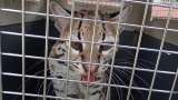Lo sacaron de su hábitat para meterlo en una jaula: autoridades rescatan a un ocelote