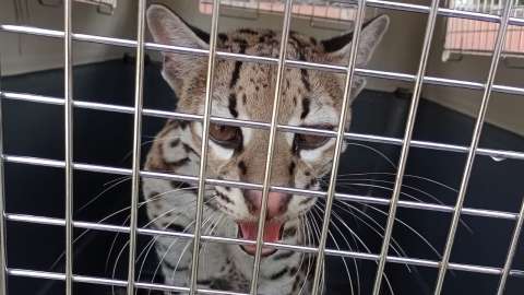Lo sacaron de su hábitat para meterlo en una jaula: autoridades rescatan a un ocelote