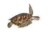 Conozca la especie de tortuga que se creía extinta desde hace 150 años