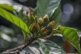 Cinco árboles nativos de Colombia que puede cultivar y sus cuidados