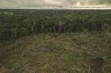 Nueve organizaciones advierten sobre la grave crisis en la Amazonia colombiana