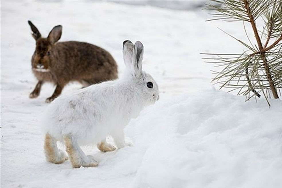 En el mundo hay 21 especies que cambian su pelajes o plumaje en invierno para camuflarse mejor con la nieve. / Jaco y Lindsey Barnard