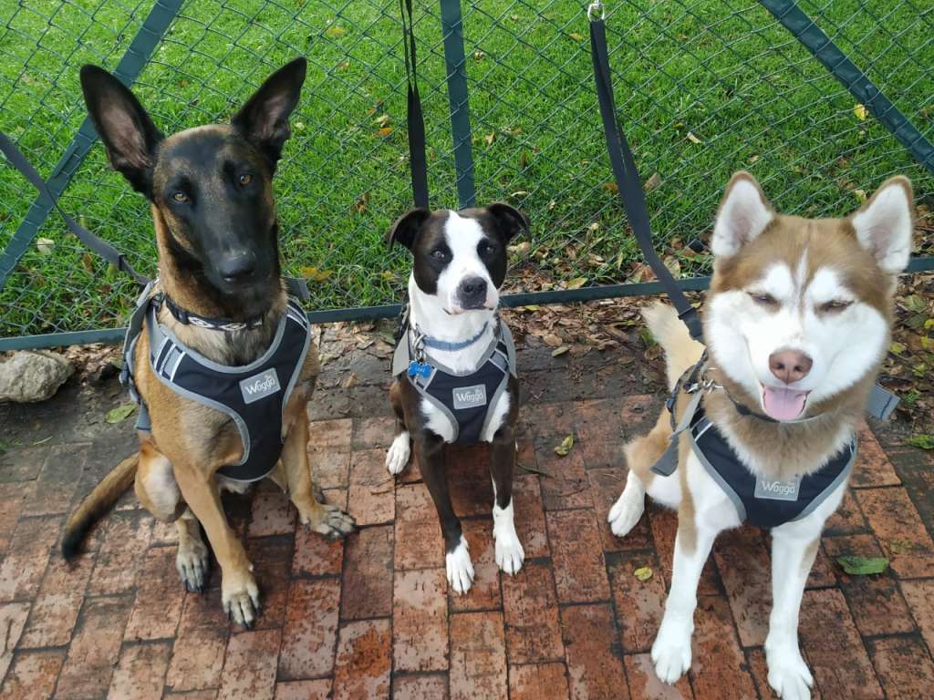 Manual para entender el comportamiento de los perros en estos tiempos.