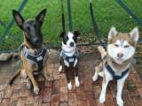 ADN antiguo de perros revela la compleja historia común con los humanos