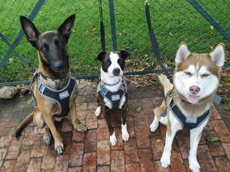 ADN antiguo de perros revela la compleja historia común con los humanos