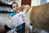 Bogotá invertirá $4.600 millones para crear centro de atención para animales