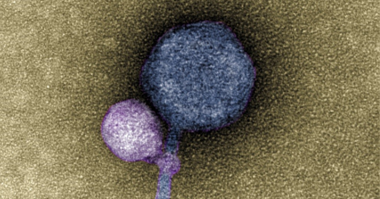 Por primera vez observan un virus pegado a otro virus