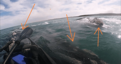 Video: Una ballena lleva a pasear a un pescador en Argentina en su lomo