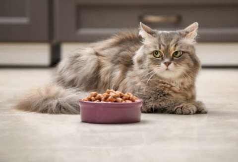 ¿Por qué mi gato no quiere comer? Te explicamos las posibles causas y qué hacer