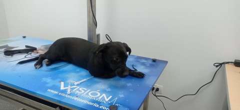 ¡Buenas noticias! Rescatan a Milu, perrita que fue lanzada de un tercer piso en Cali
