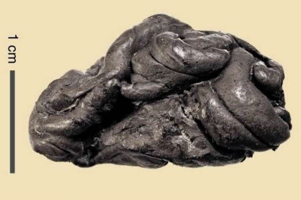 Chicle de resina de abedul datado en 5.700 años. / THEIS Z. T. JENSEN ET AL./NATURE COMMUNICATIONS
