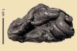 Hallan chicle de hace 6.000 años que aún conserva el Adn de quien lo mascó