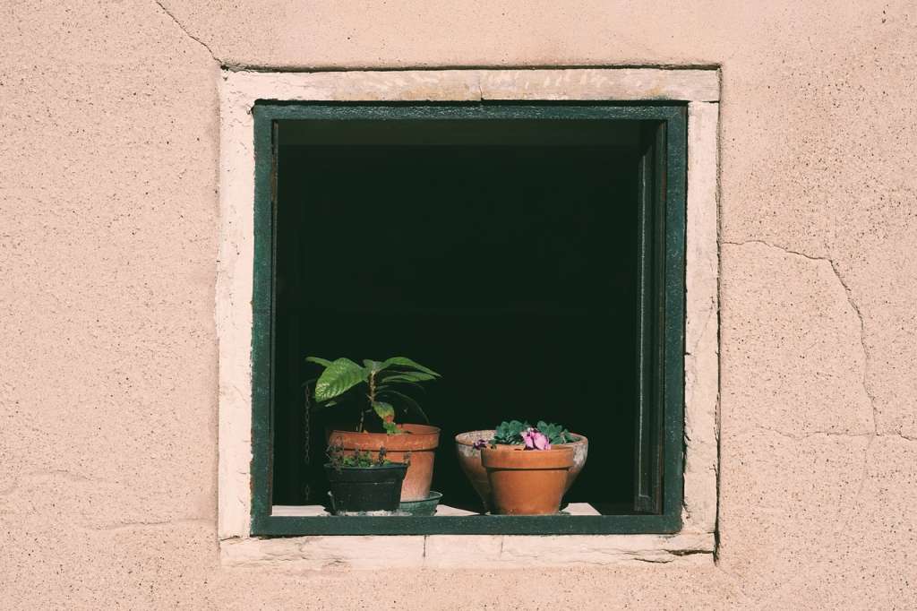 Plantas