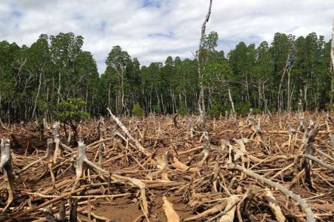 Una herramienta para medir cuán responsable es usted de la deforestación mundial