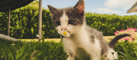 4 razas de gatos pequeños y adorables que te encantarán