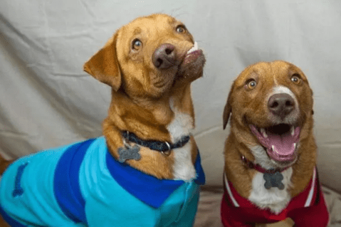 Conoce a Picasso, el perro que iba a ser sacrificado por una malformación