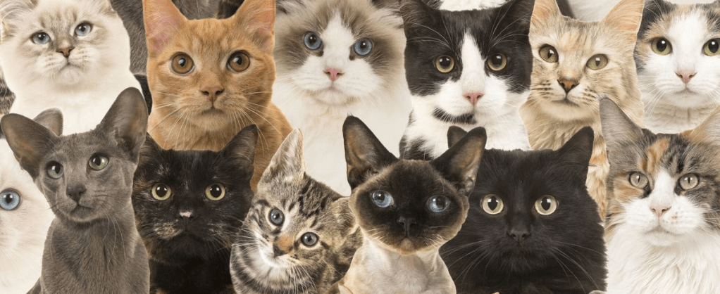 ¿Qué tipo de gato eres, según tu signo zodiacal?