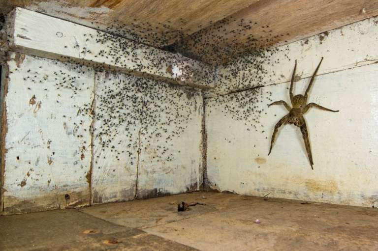 Categoría fauna urbana: Gil Wizen, de Israel, encuentró una venenosa araña errante brasileña escondida bajo su cama. Esta es una de las arañas más venenosas del mundo y es del tamaño de una mano humana. Wizen utilizó una perspectiva forzada para hacerla parecer aún más grande.