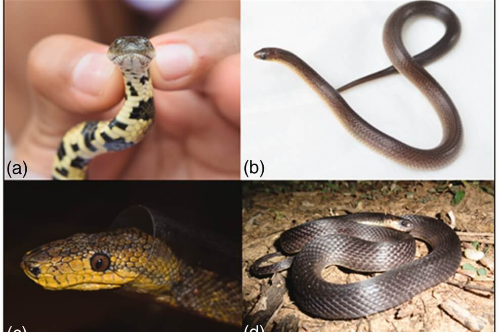Investitadores analizaron cómo los niveles de tráfico influyeron en la muerte de serpientes en la vía que conecta Villavicencio con Puerto López, en los Llanos Orientales. / Tomado de Tropical Conservation Science