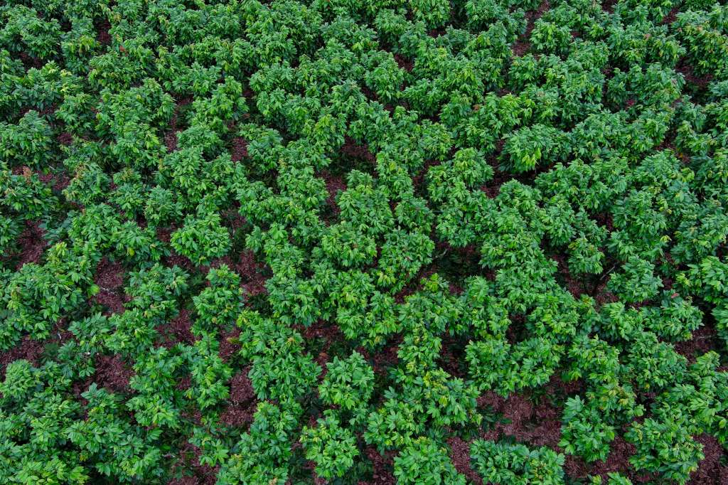 Aerial view of a cocoa plantation in Buena Fe canton, Los Rios province, Ecuador on June 12, 2024.
