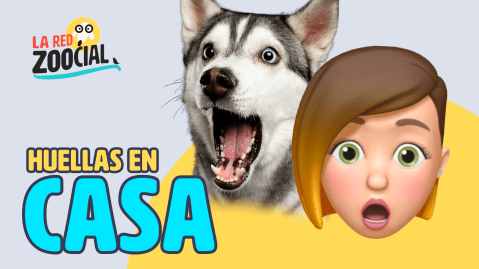 4 Soluciones para ayudar a las mascotas afectadas por la pandemia