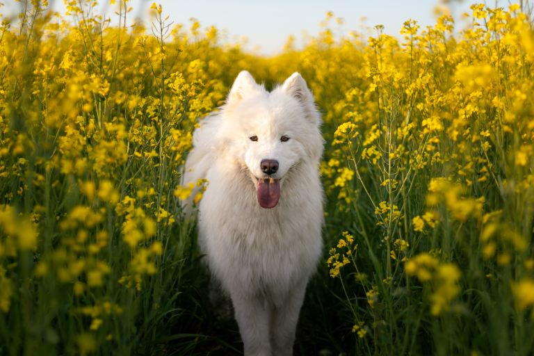 Perro samoyedo: alimentación, carácter y cuidados