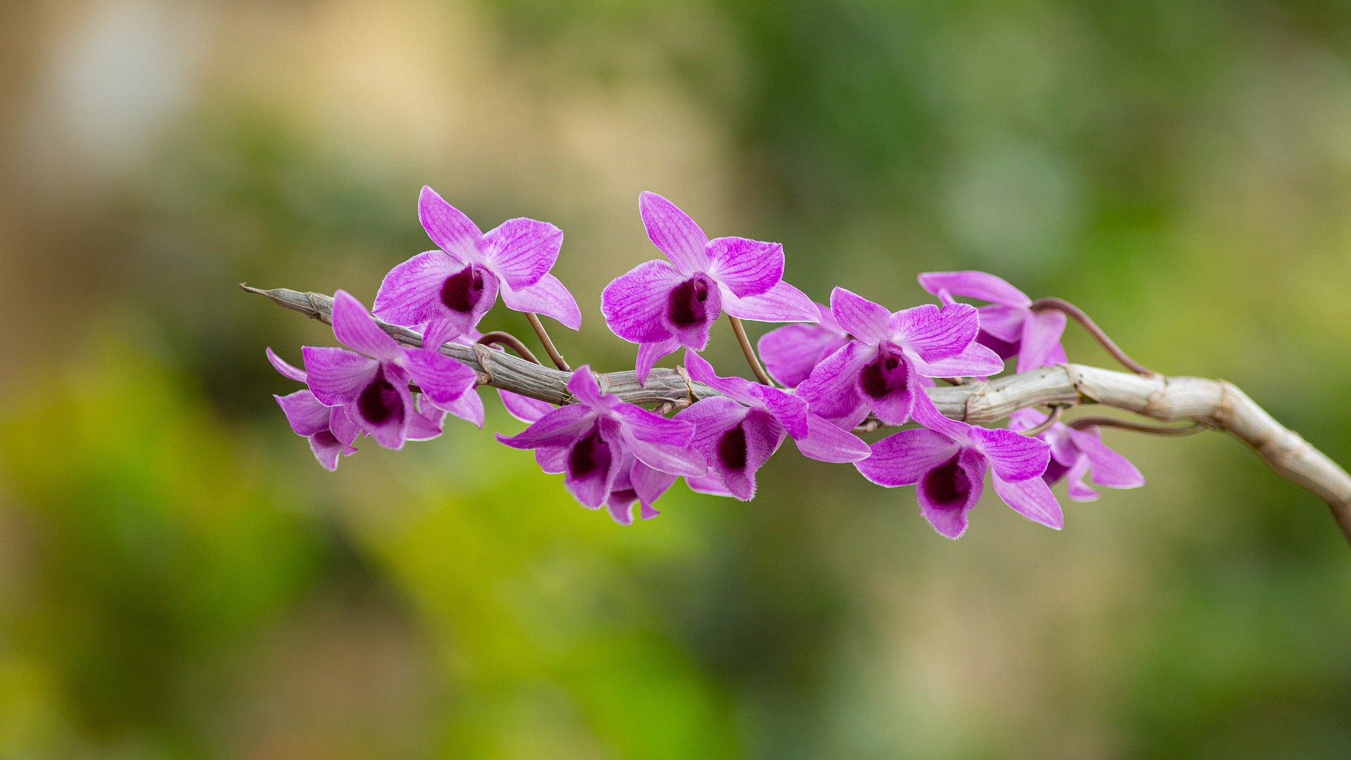 La orquídea es una de las especies de plantas representativas de Colombia, con cualidades medicinales.