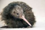 “Nos equivocamos”: Zoo de Miami se disculpa por polémico video del kiwi Paora