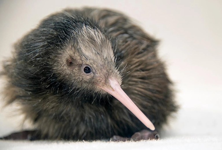 “Nos equivocamos”: Zoo de Miami se disculpa por polémico video del kiwi Paora