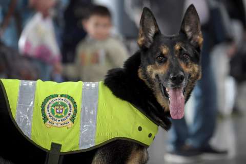 Sombra, la perra desplazada por recibir amenazas del Clan del Golfo