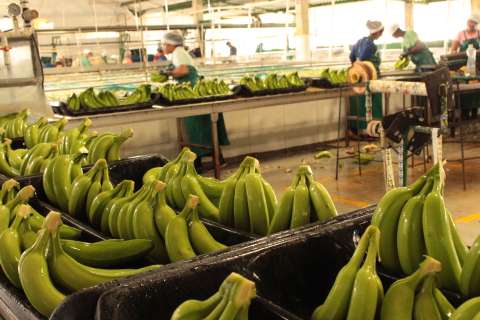 El banano enfrenta un año plagado de retos: más costos, menos ingresos y un clima desafiante