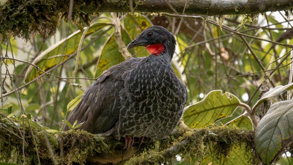 Ecoturismo en los Parques Nacionales: recorridos entre selvas y ríos de colores