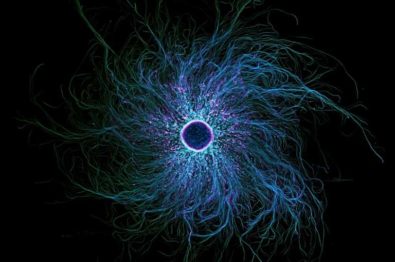 El séptimo puesto de la competencia fue para Stella Whittaker, quien capturó a una serie de neuronas sensoriales derivadas de iPSC, marcadas para mostrar tubulina y actina.
