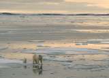El misterio de la población de osos polares que sobrevive teniendo cada vez menos hielo