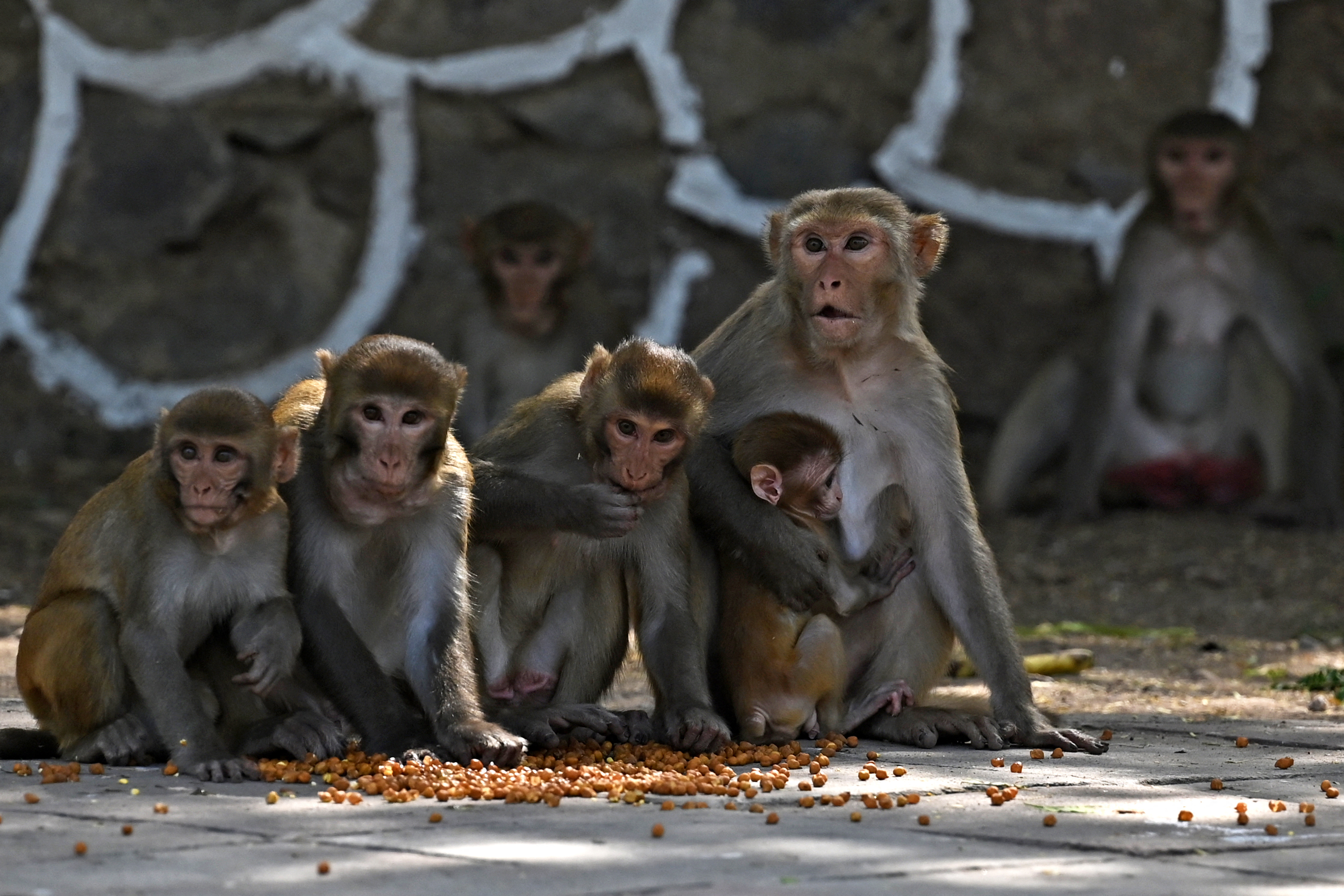macacos