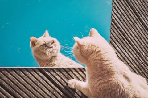 ¿Cuándo se considera obeso a un gato?