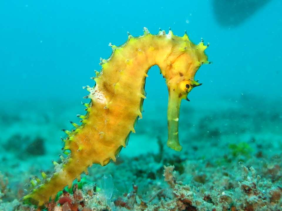 La población de caballitos de mar ha disminuido en un 30 % en las aguas de Europa en la última década. / Pixabay
