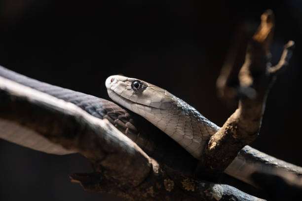 La mordedura de serpiente es considerada la más letal de las 20 enfermedades tropicales desatendidas listadas por la Organización Mundial de la Salud (OMS). /Getty