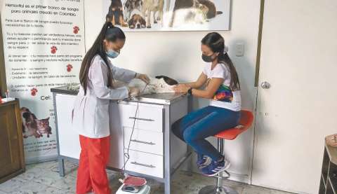 Al igual que usted, su mascota también puede donar sangre