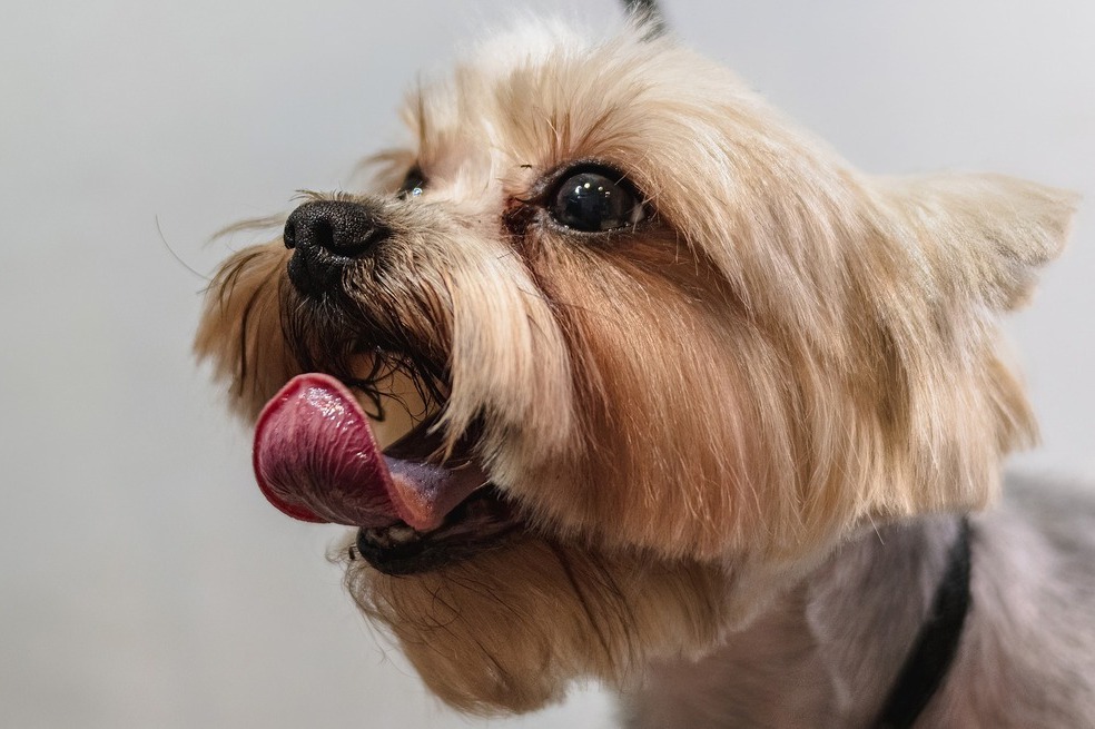 Contrario a lo que se cree, la caída del pelo de su mascota no está relacionada con su largo o su grosor.