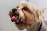 Cinco consejos para solucionar la caída de pelo de su perro